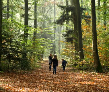 Balade forêt Sundgau