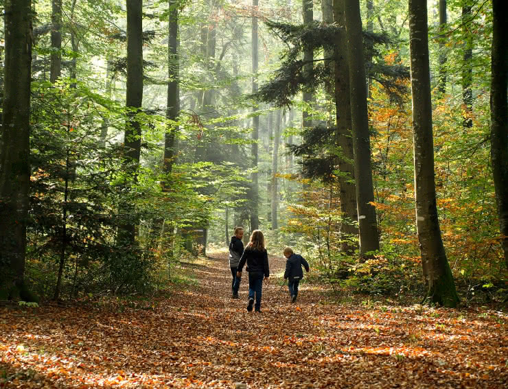 Balade forêt Sundgau