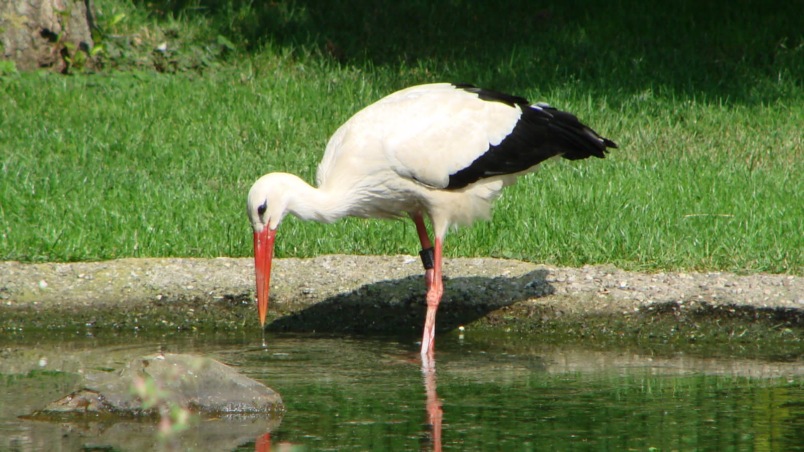 The storks park - Visit Alsace