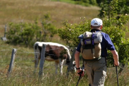 Randonneur et vache vosgienne © Office de Tourisme Masevaux