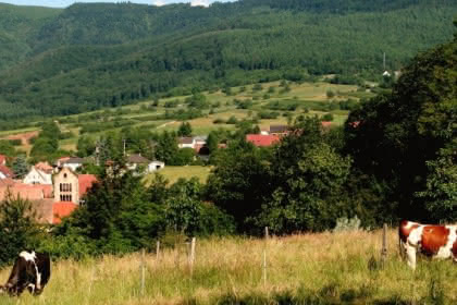 Le sentier des sols, Pays de Rouffach, Vignobles et Châteaux, Haut-Rhin, Alsace