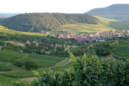 Westhalten, Pays de Rouffach, Vignobles et Châteaux, Haut-Rhin, Alsace