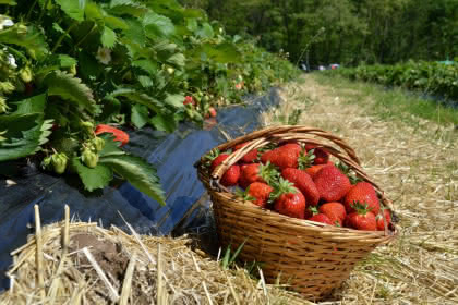 © Au jardin des fraises